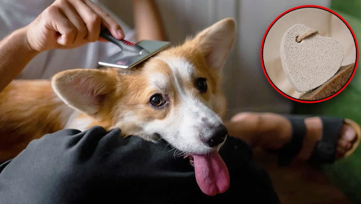 Cómo cepillar a un perro con piedra pómez para quitar el pelo muerto