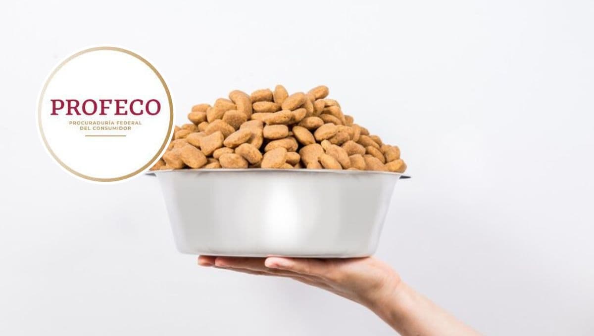 Perros Schnauzer: top 3 PEORES croquetas que les puedes dar según Profeco