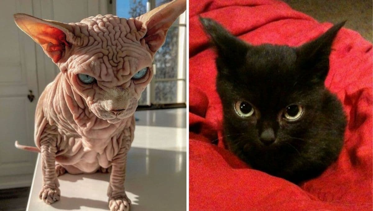 Top razas de gatos traidores e infieles: son los más ariscos de todos