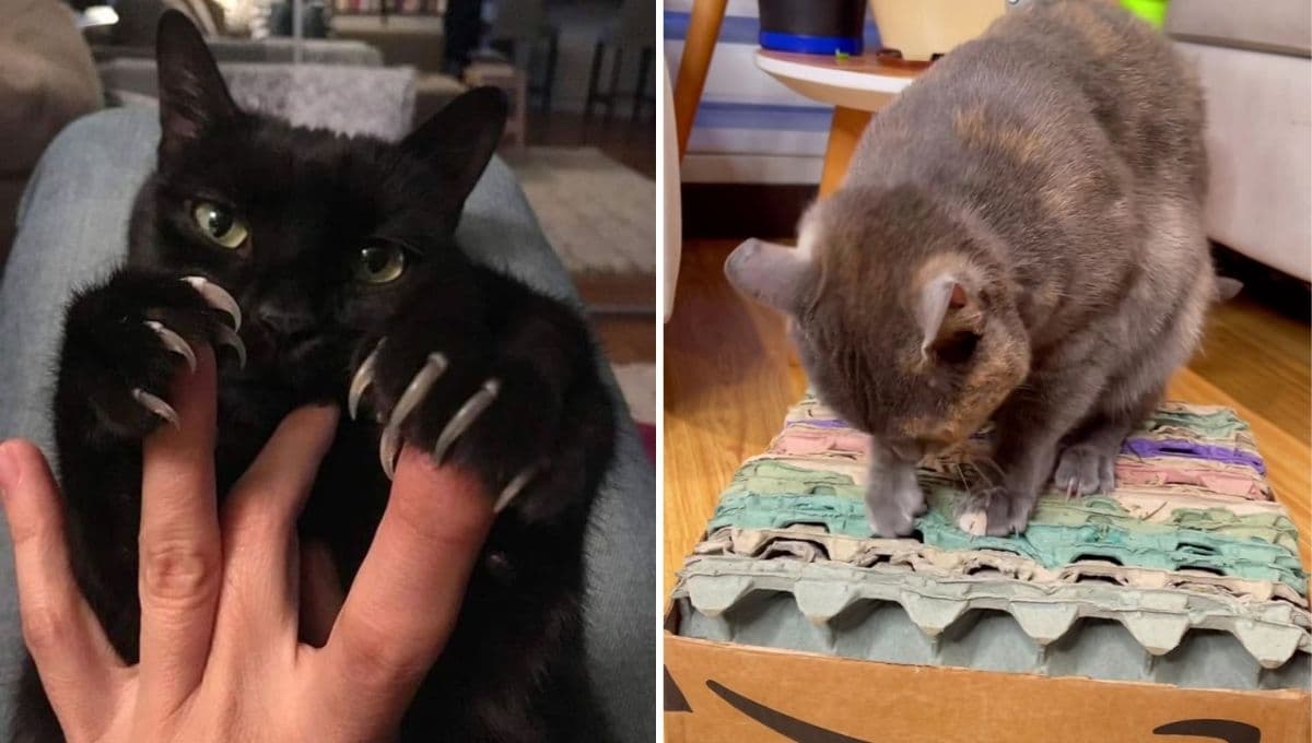 Rascador para gato con cartón de huevo: tutorial fácil y económico