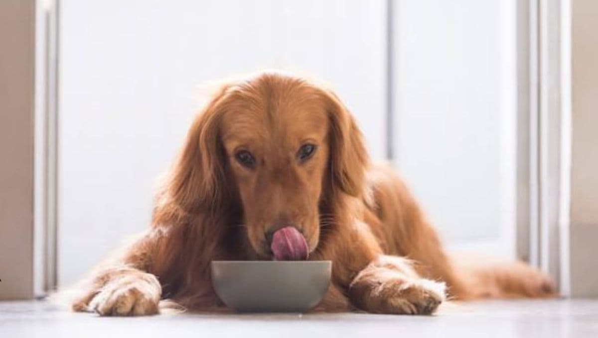 ¿Qué tan buenos son los sobres de comida húmeda para perros?