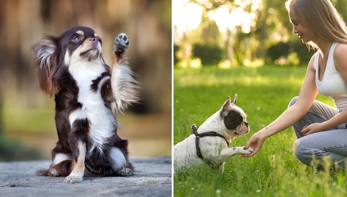 Cómo enseñar a mi perro a dar la pata: truco sencillo pero efectivo de los expertos
