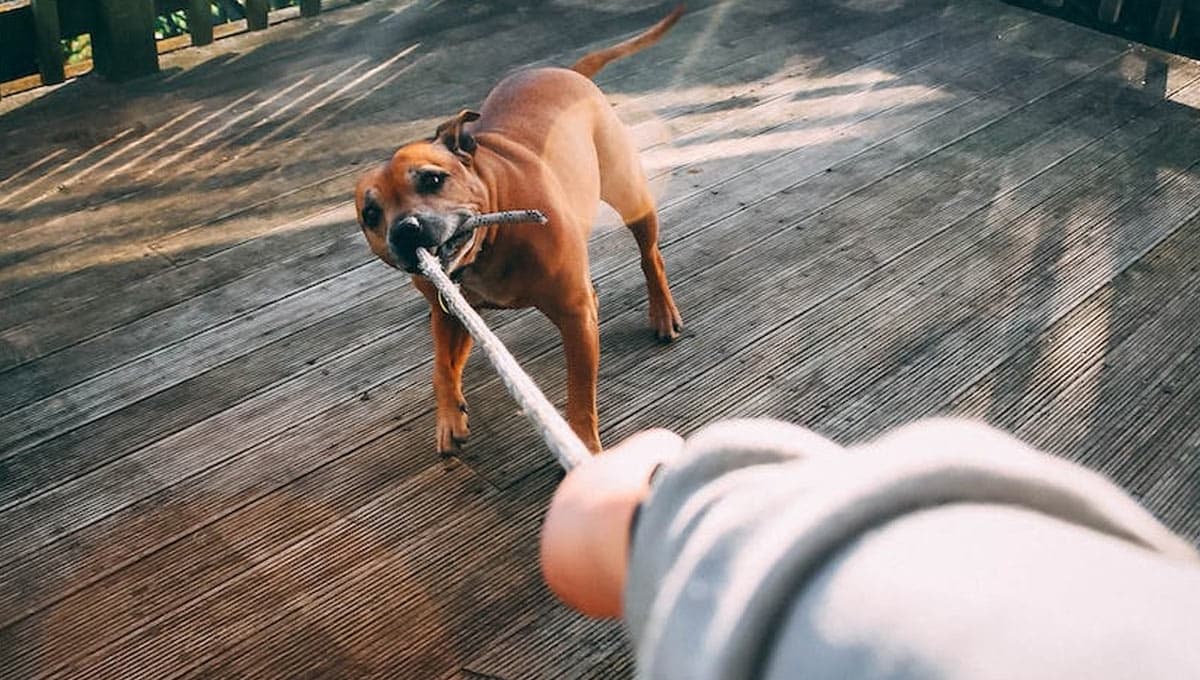3 soluciones para un perro muy inquieto y destructor