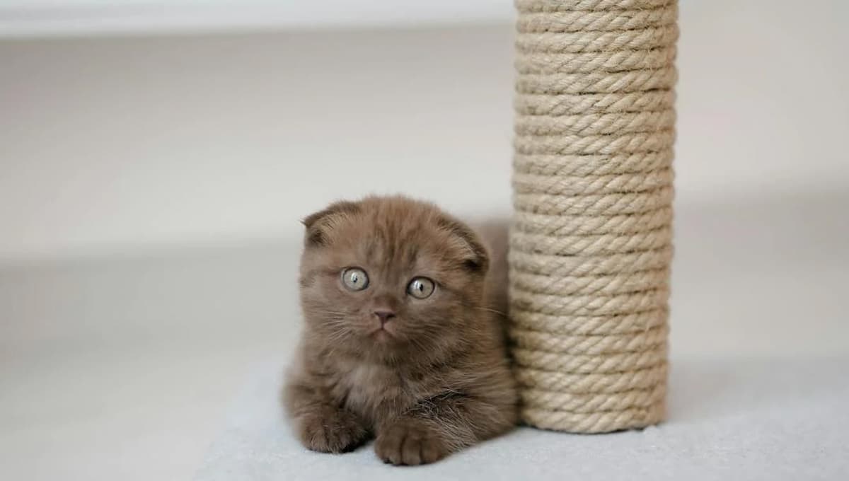 Trucos fáciles para que tu gato use su rascador