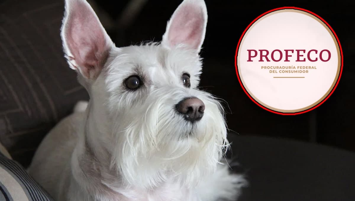 Petco REMATA una de las mejores croquetas para perro según Profeco: ideal para Schnauzers