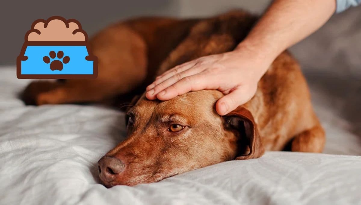 ¿Qué darle de comer a mi perro si tiene diarrea? Así se hace una dieta blanda