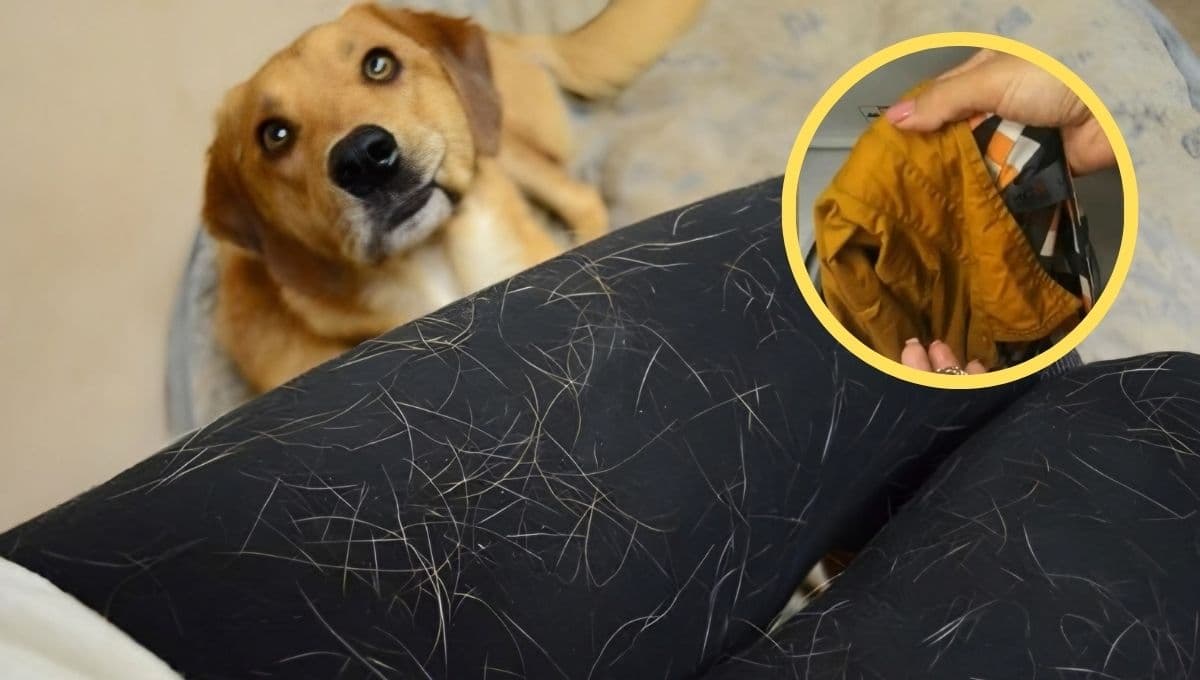 ¿Cómo quitar los pelos de tu mascota de la lavadora? El truco viral de TikTok que te salvará la vida