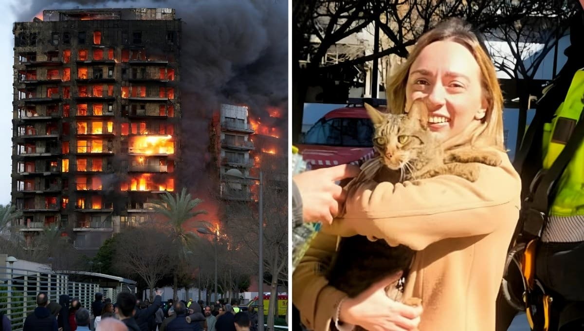 El milagro de Coco, el gatito que sobrevivió 8 días sin agua ni comida luego de un incendio en España