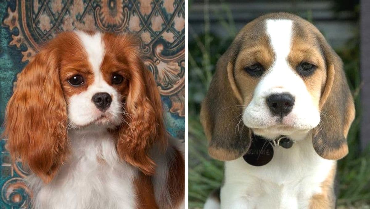 Top razas de perros que los veterinarios no recomiendan tener
