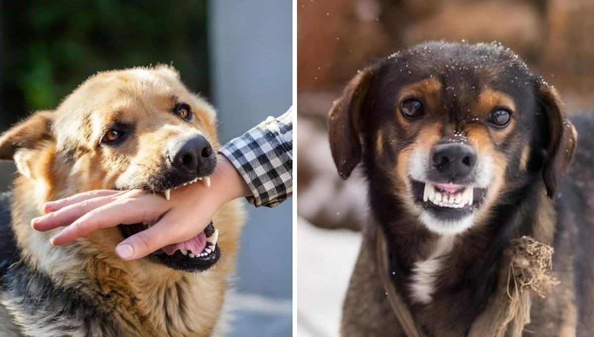 Qué hacer si me muerde un perro con rabia