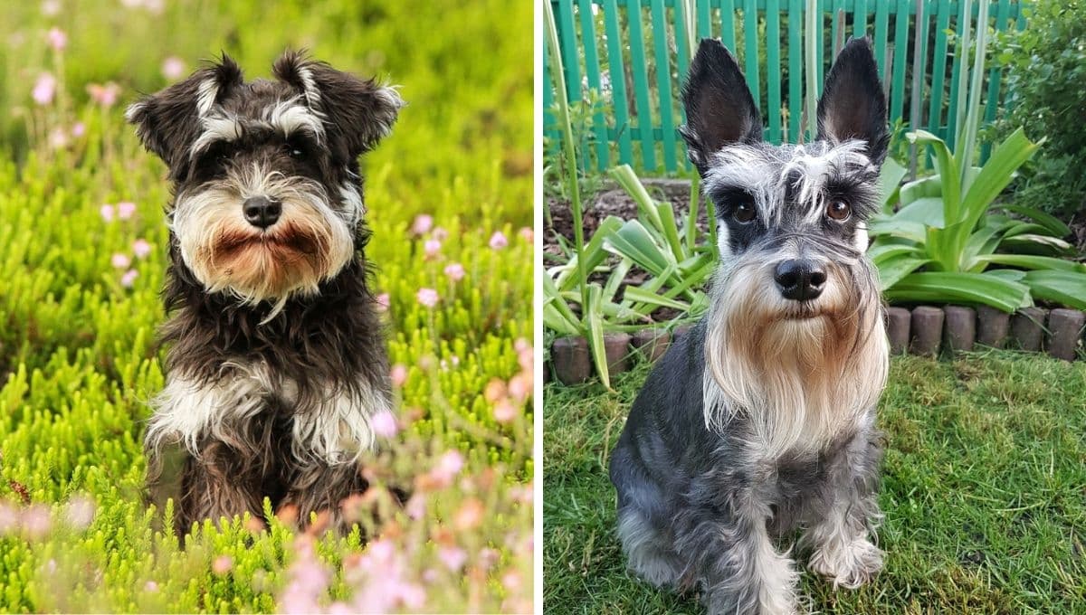 Nombres para perros Schnauzer mini con su significado bonito