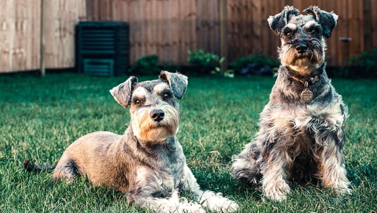 Top razas de perros que mejor se llevan con los perros Schnauzer