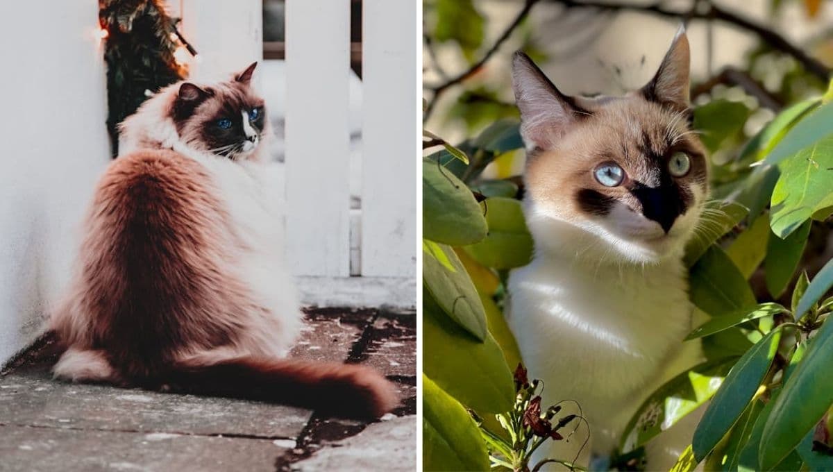 Top gatos tan infieles que podrían tener dos familias al mismo tiempo