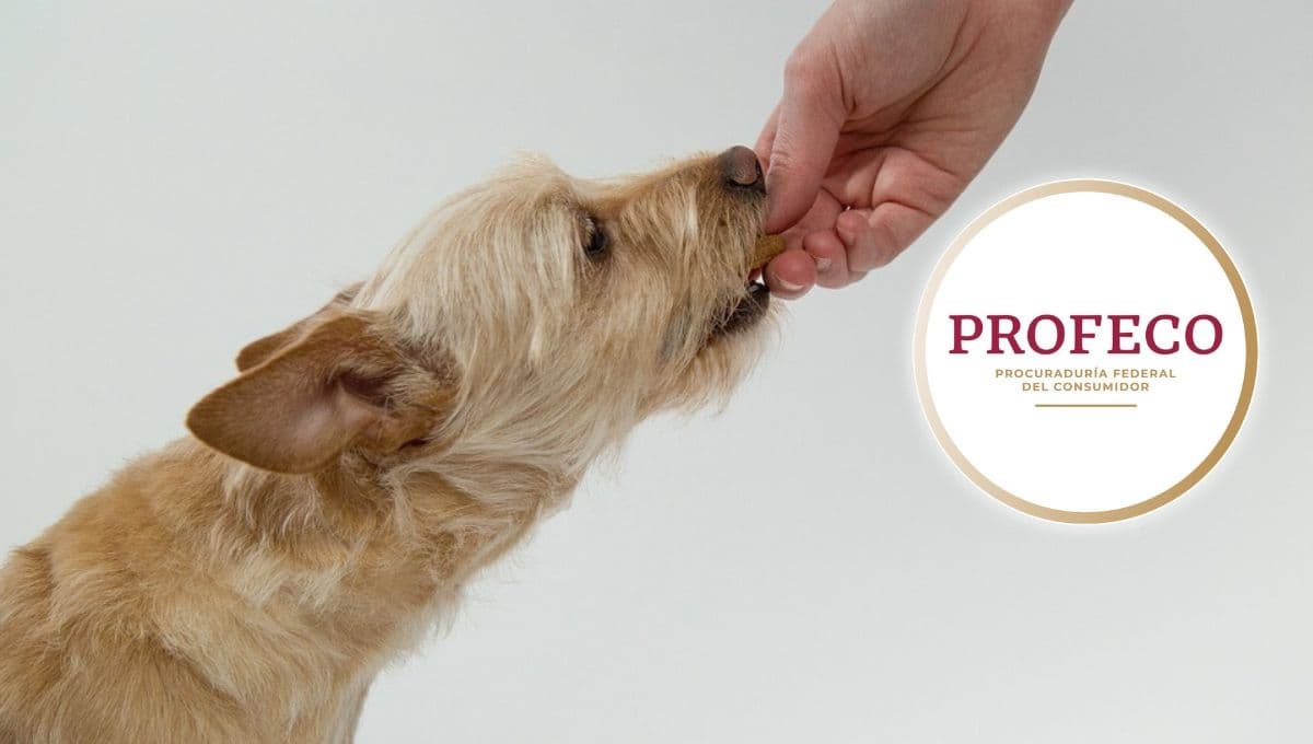 Bodega Aurrerá pone en oferta una de las croquetas para perro más económicas y buenas según Profeco
