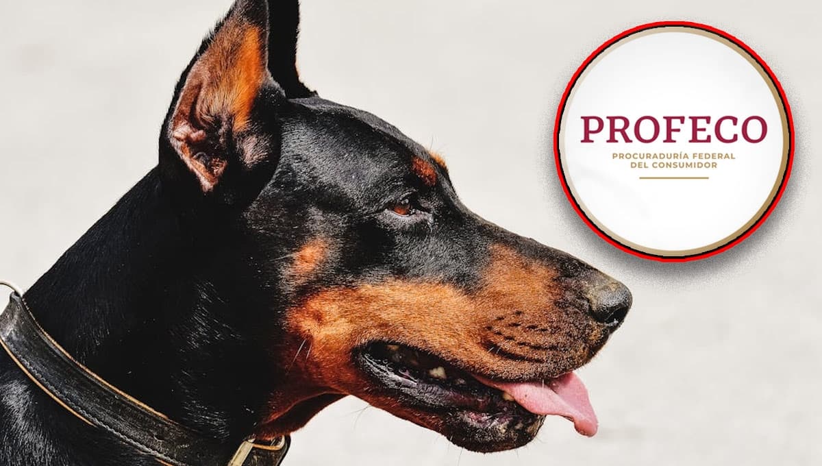 La croqueta para perro con más proteína pero que casi nadie compra según Profeco