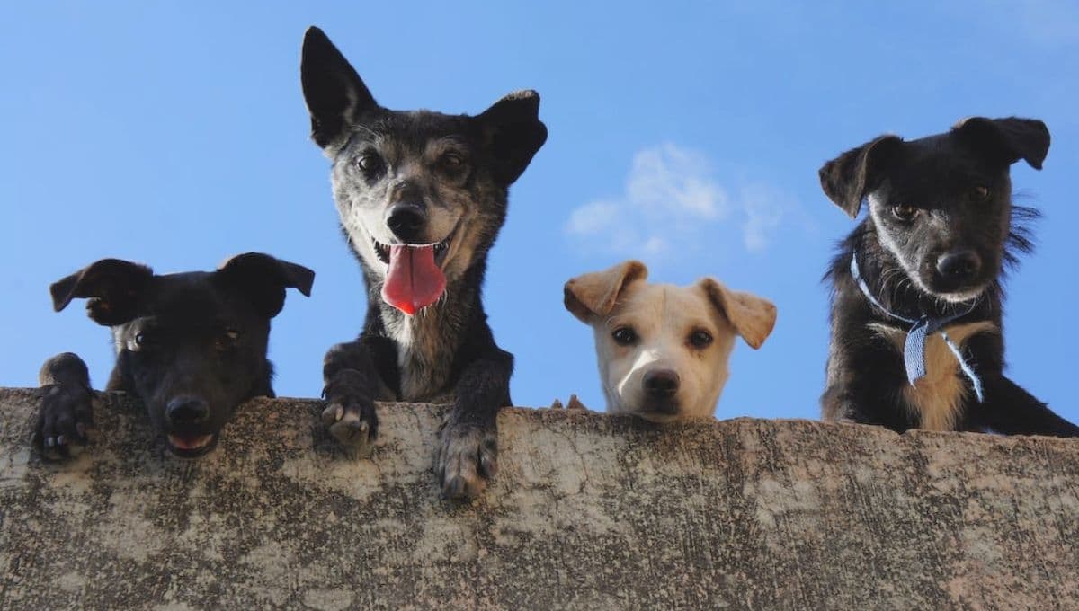 Top razas de perros que los veterinarios SÍ recomiendan tener