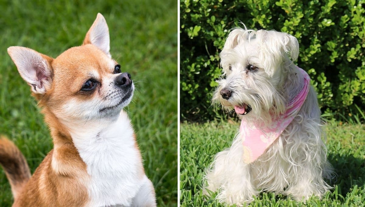 Nombres lindos para perros Schnauzers mini y Chihuahuas con su significado