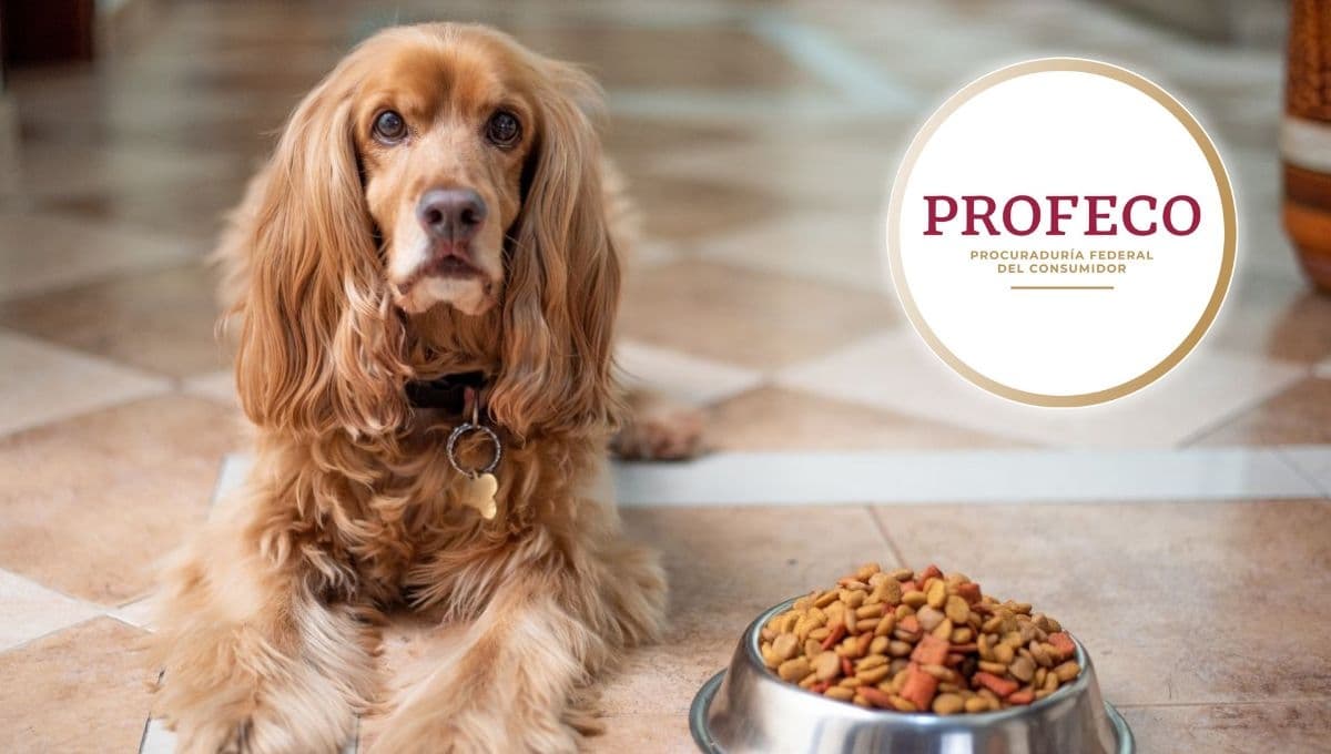 Top 3 croquetas para perro de calidad premium a precio económico según Profeco