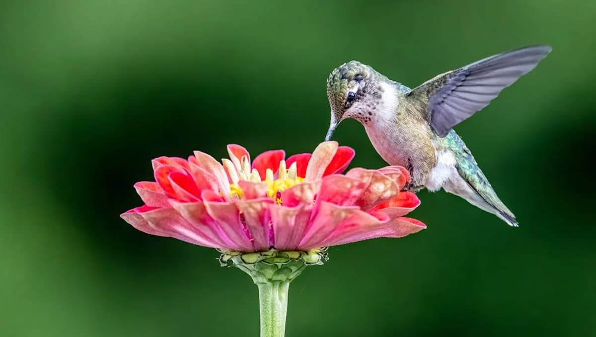 Flores para atraer colibríes: prepárate para su visita y recibir la primavera