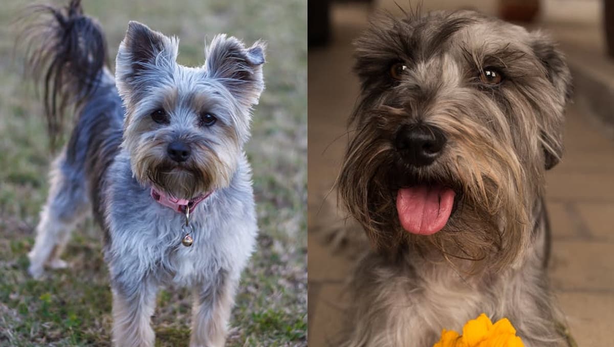 Nombres tiernos para perros Schnauzer mini y Yorkies con su significado