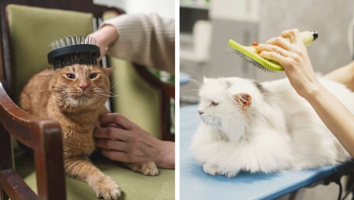 Truco para cepillar a un gato con amor y paciencia según una peluquera felina