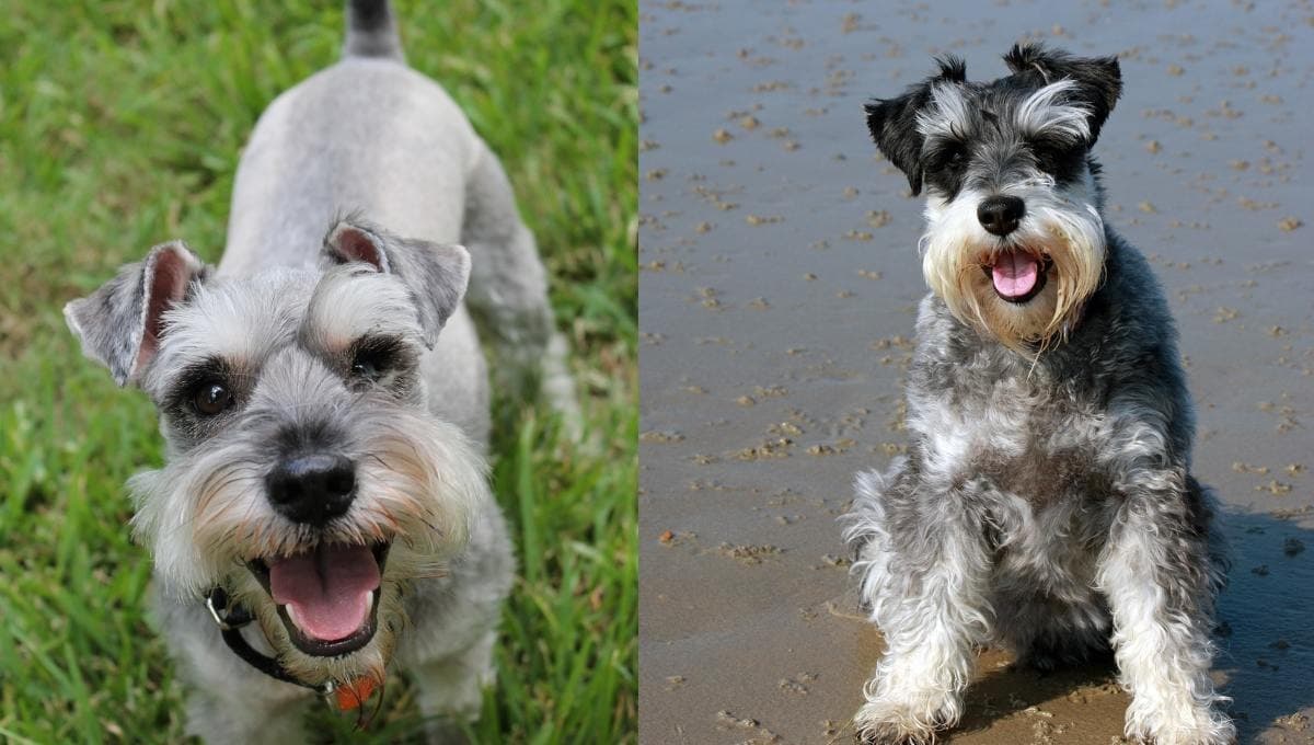 ¿Por qué los perros Schnauzer cambian de color?