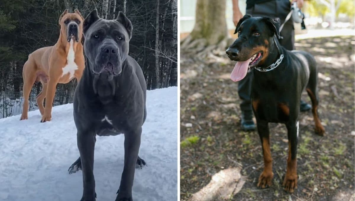 Top razas de perros protectores: saben cómo cuidar de tu familia