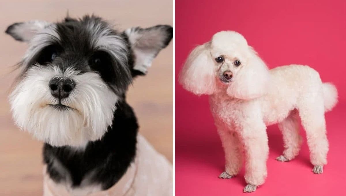 Nombres lindos para perros Schnauzer y Poodles con su significado