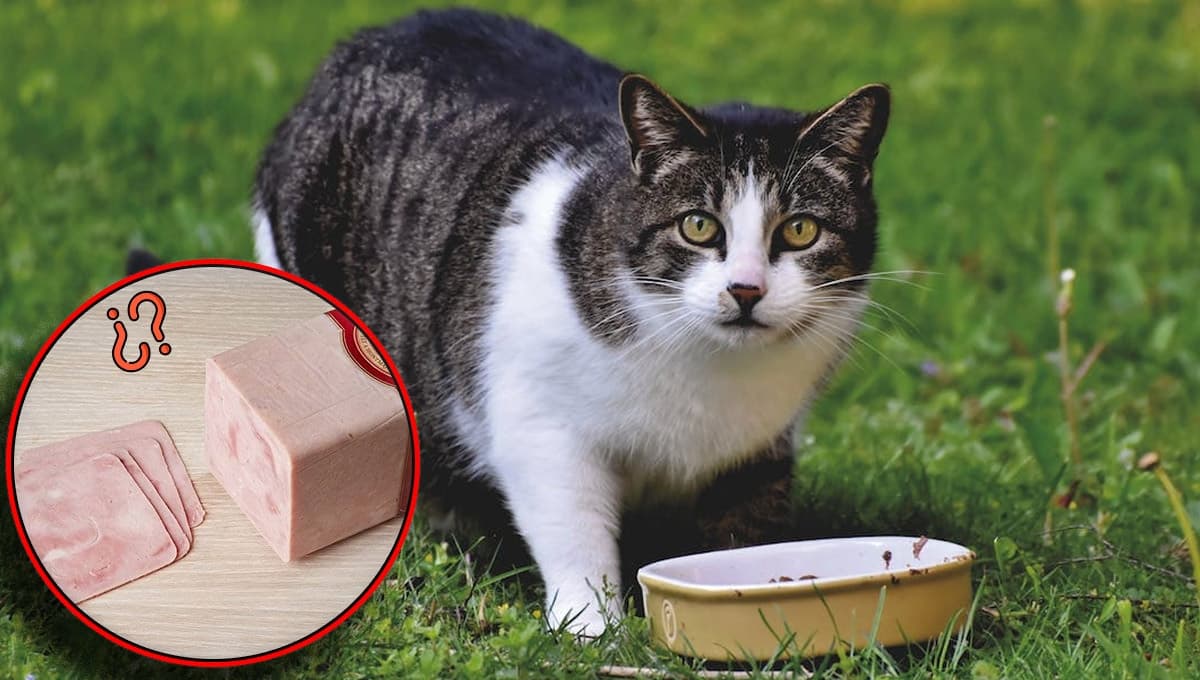 ¿Qué pasa si mi gato come jamón y por qué es mala idea?
