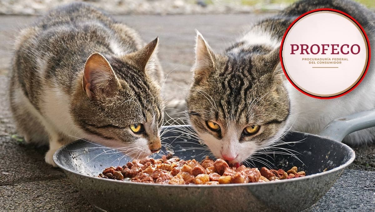La croqueta para gato que nadie conoce y es mucho mejor que Whiskas según Profeco