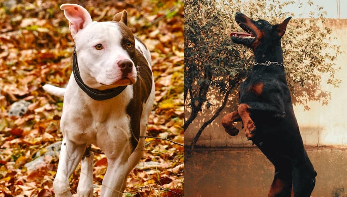 Top razas de perros con la mordida más fuerte