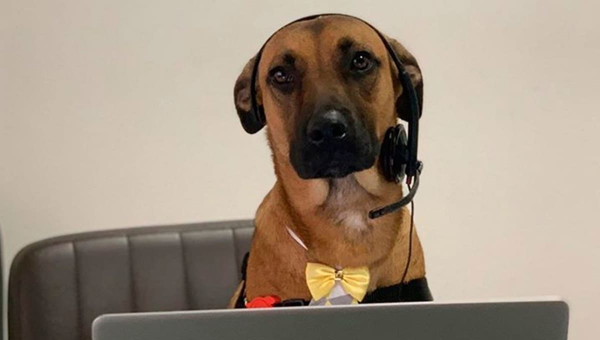 Perrito callejero encuentra hogar ¡y también trabajo vendiendo carros! Conoce su historia