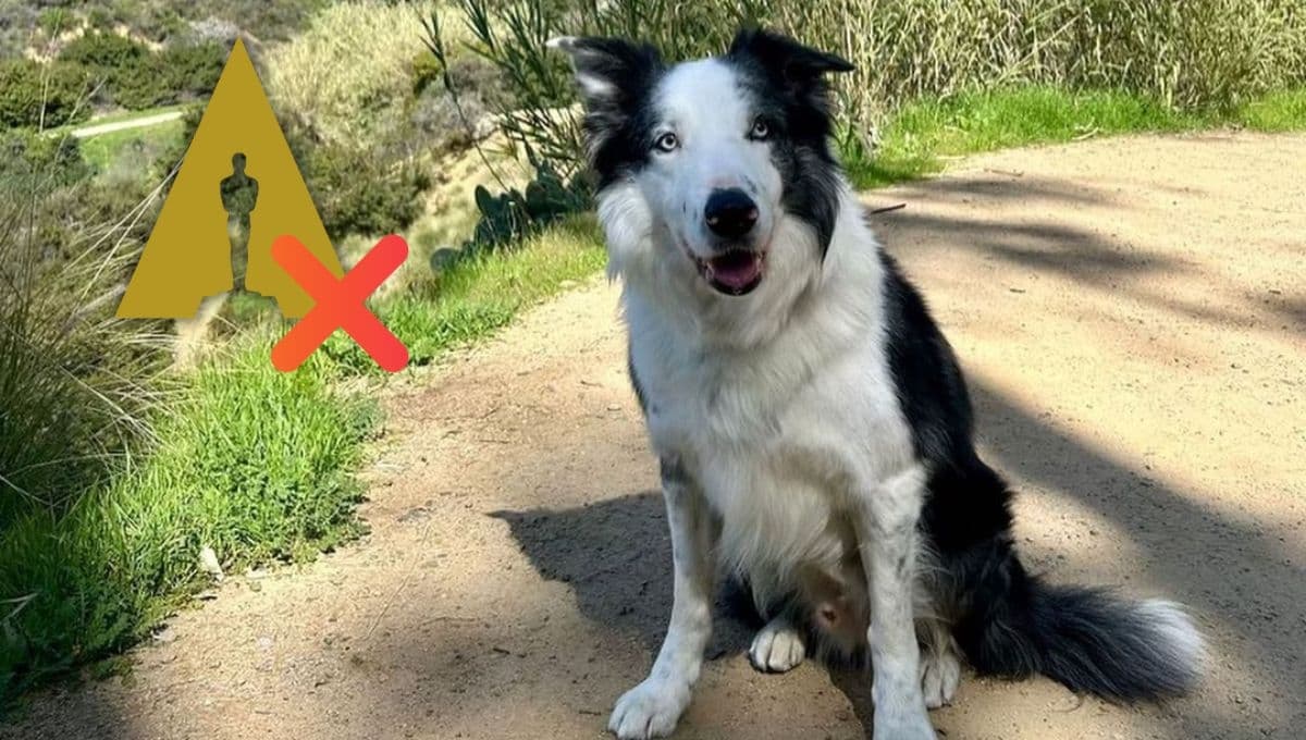 Messi, el perro actor de ‘Anatomía de una Caída’ que quedó FUERA de los Premios Oscar 2024 por "celos"