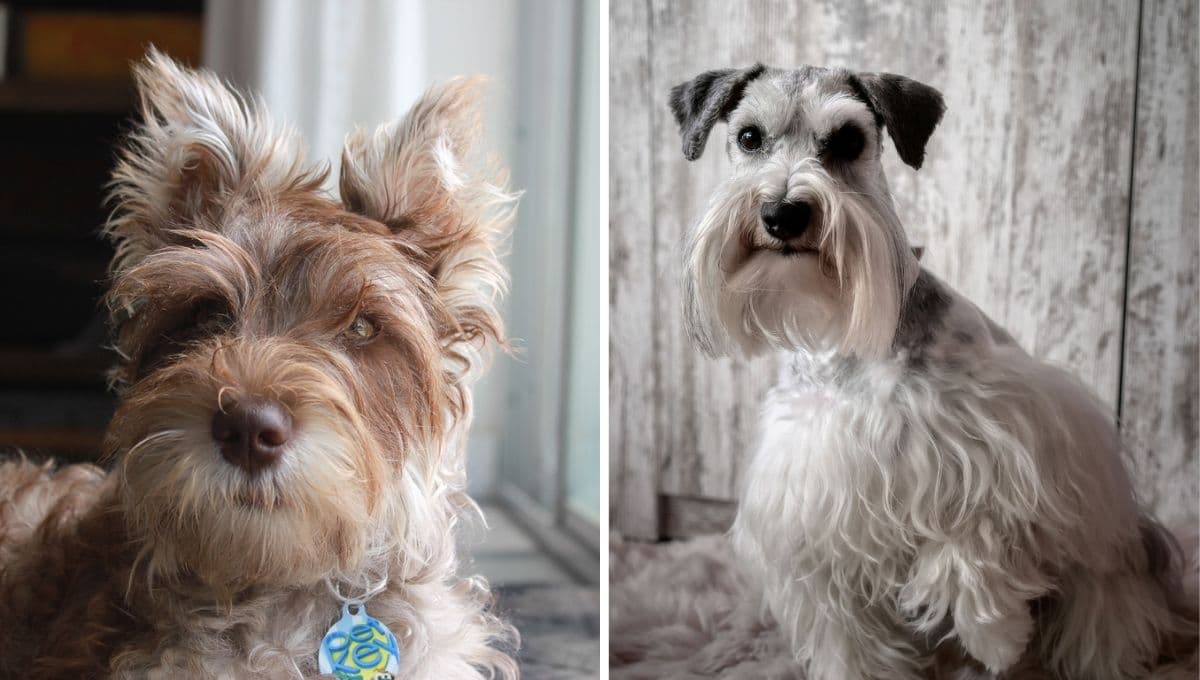Perros Schnauzer: trucos para suavizar y dar brillo a su pelo