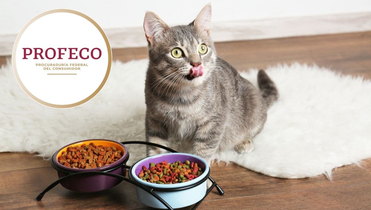 Ni Whiskas ni Cat Chow, estas son las mejores croquetas comerciales para gato según Profeco