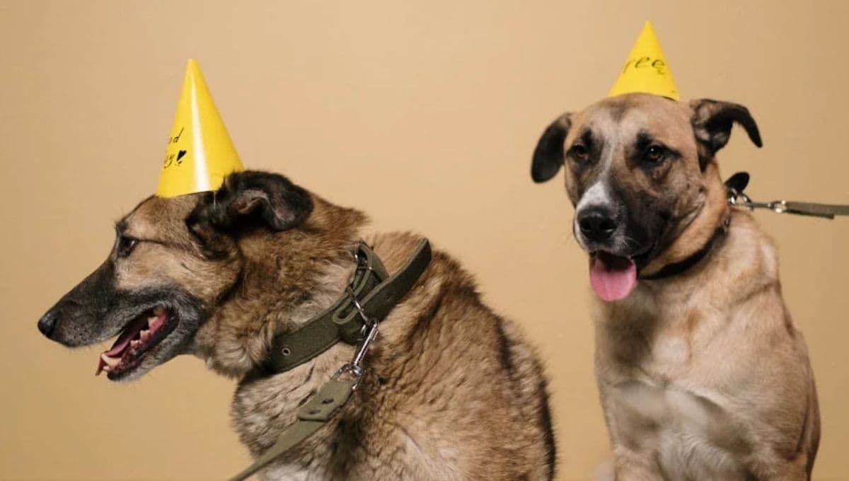 Nombres bonitos para perros mestizos con su significado