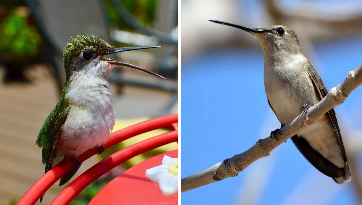 ¿Viste un colibrí en el trabajo? Este es el mensaje que te quiere dar