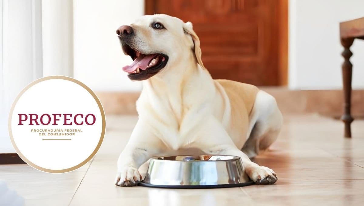 Top 3 croquetas para perro que salieron buenas según Profeco pero que casi nadie compra