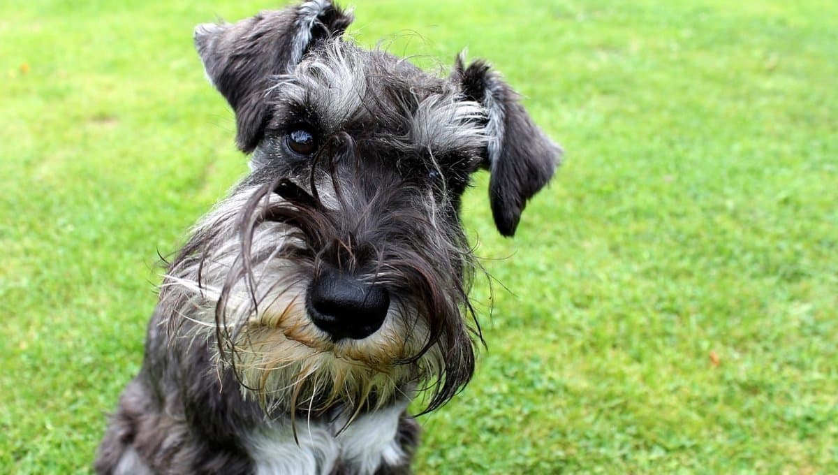 Conoce las consecuencias de NO cortarle el pelo a tu perro Schnauzer