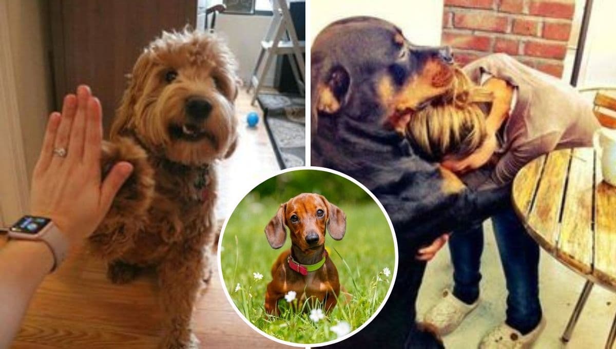 ¿Qué sienten los perros cuando una persona está triste?