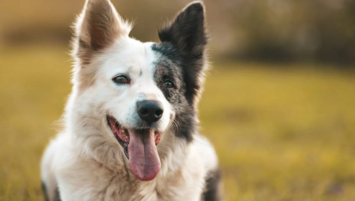 Descubre cómo refrescar a un perro en el calor, según los veterinarios