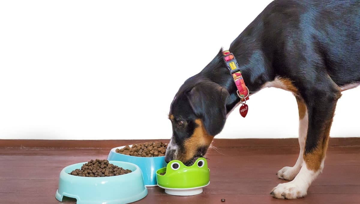 Ni Pedigree ni Dog Chow, esta es la croqueta para perro más vendida en México