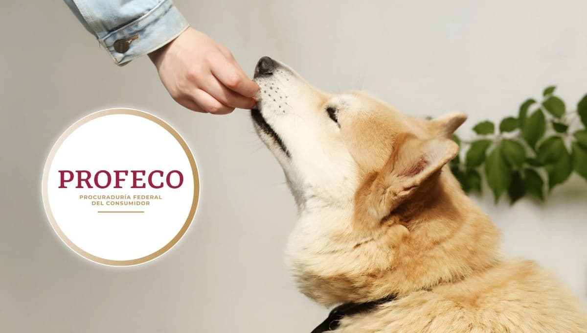 Nadie confiaba en esta croqueta para perros y resultó ser MEJOR que las más caras según Profeco