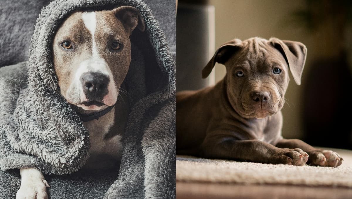 Nombres chidos para mi perro Pitbull con significado original