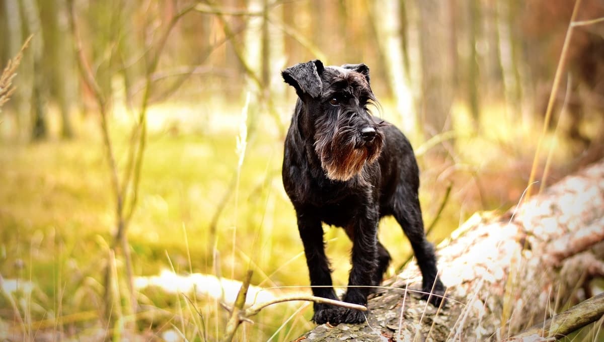 Nombres para perros negros con su significado: son para Schnauzers, Chihuahuas y Yorkies