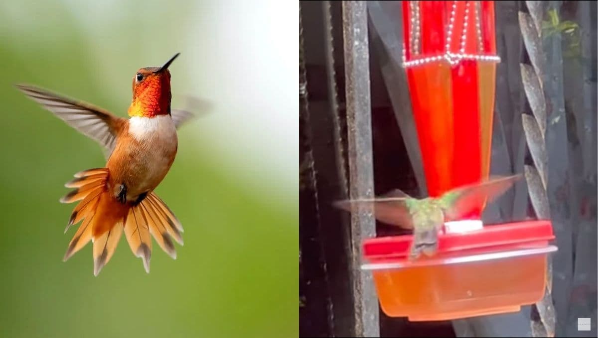 Aprende a hacer un bebedero para colibríes: tutorial fácil