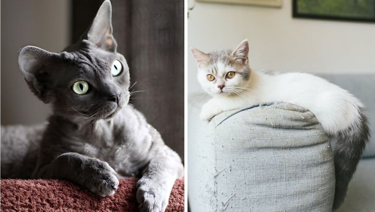 Top razas de gatos que no crecen: se quedan pequeños y preciosos siempre
