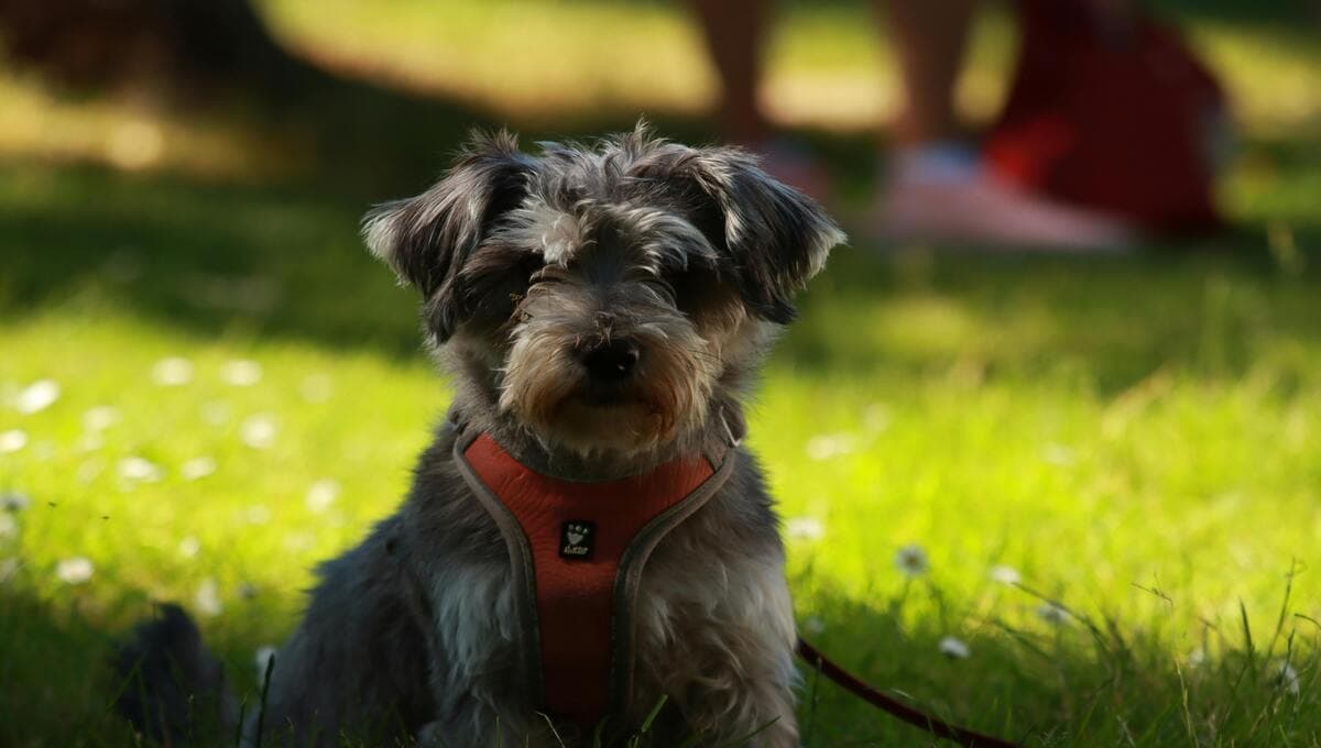 Perro Schnauzer: remedios para cuidar su pelaje y que tenga pelo bonito