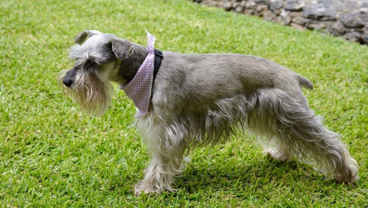 ¿Cómo se llama el corte de pelo de los Schnauzer y por qué se los cortan así?