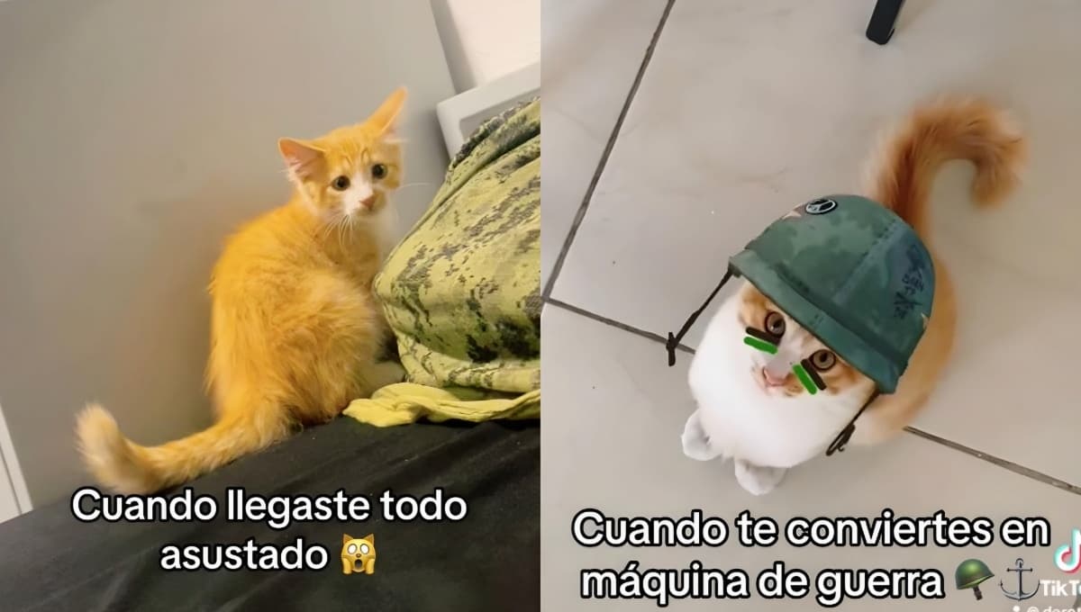 VIDEO: Gatito de la calle es rescatado por los militares y ahora es el "Cabo Michi"